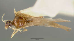 Image of Pheidole williamsi Wheeler 1919