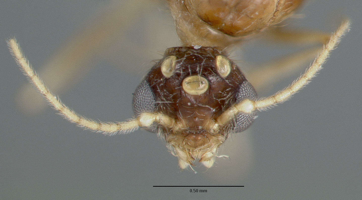 Image of Pheidole williamsi Wheeler 1919