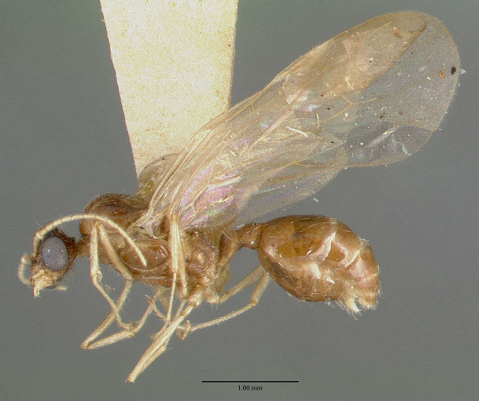 Image of Pheidole williamsi Wheeler 1919