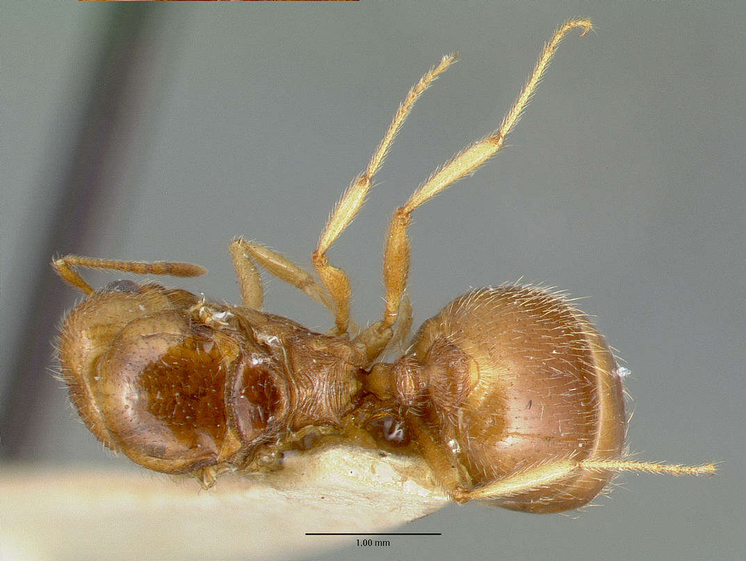 Image of Pheidole williamsi Wheeler 1919