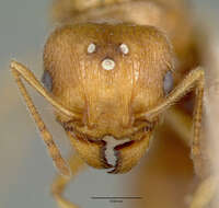 Image of Pheidole williamsi Wheeler 1919