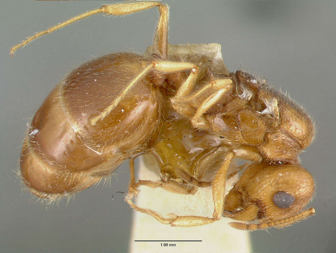 Image of Pheidole williamsi Wheeler 1919