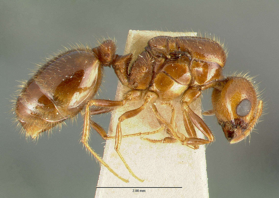 Image of Fire ant