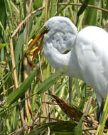 Image of Great Egret