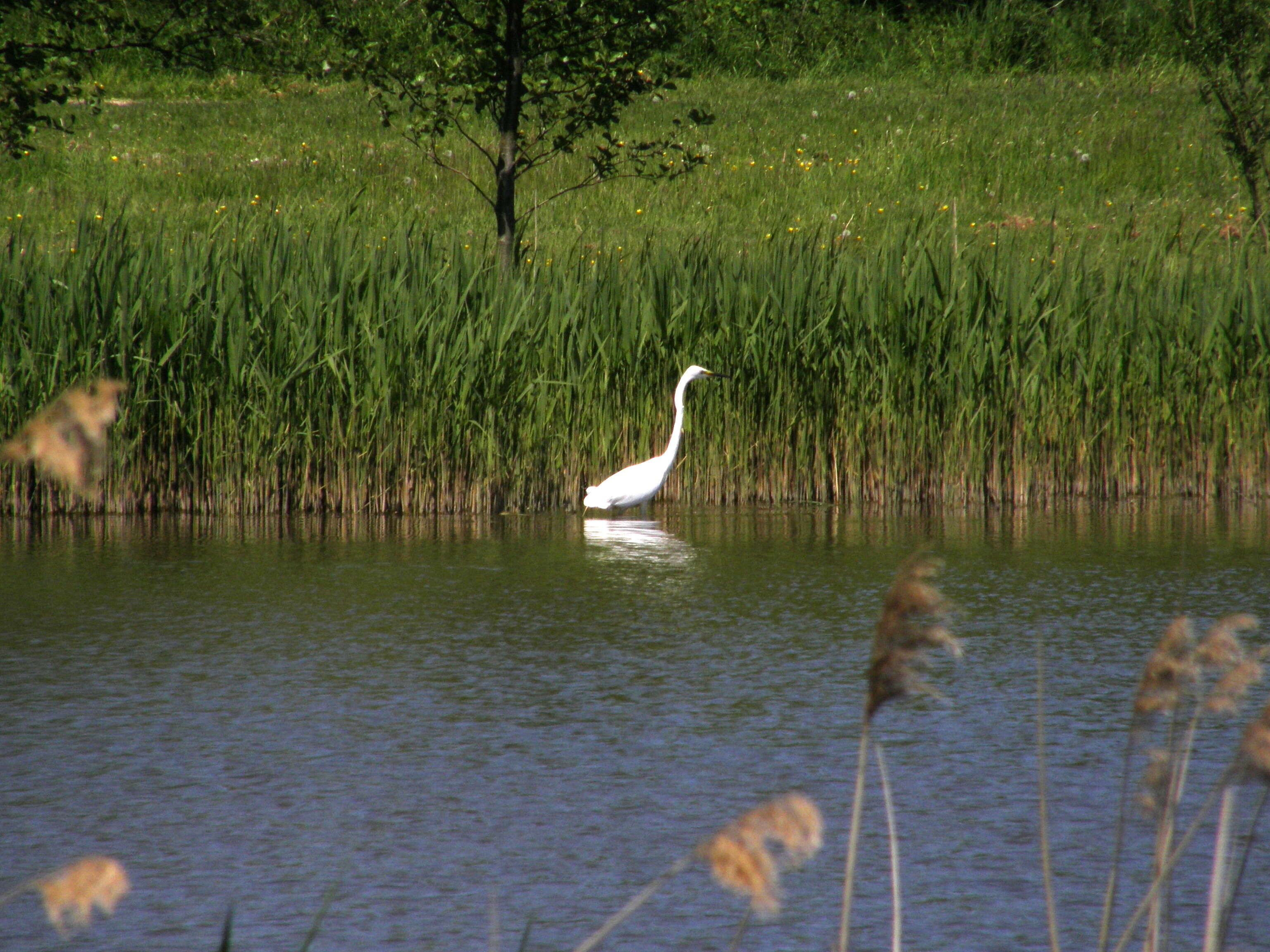 Image of Great Egret