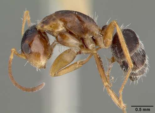 Image of Camponotus tepicanus Pergande 1896