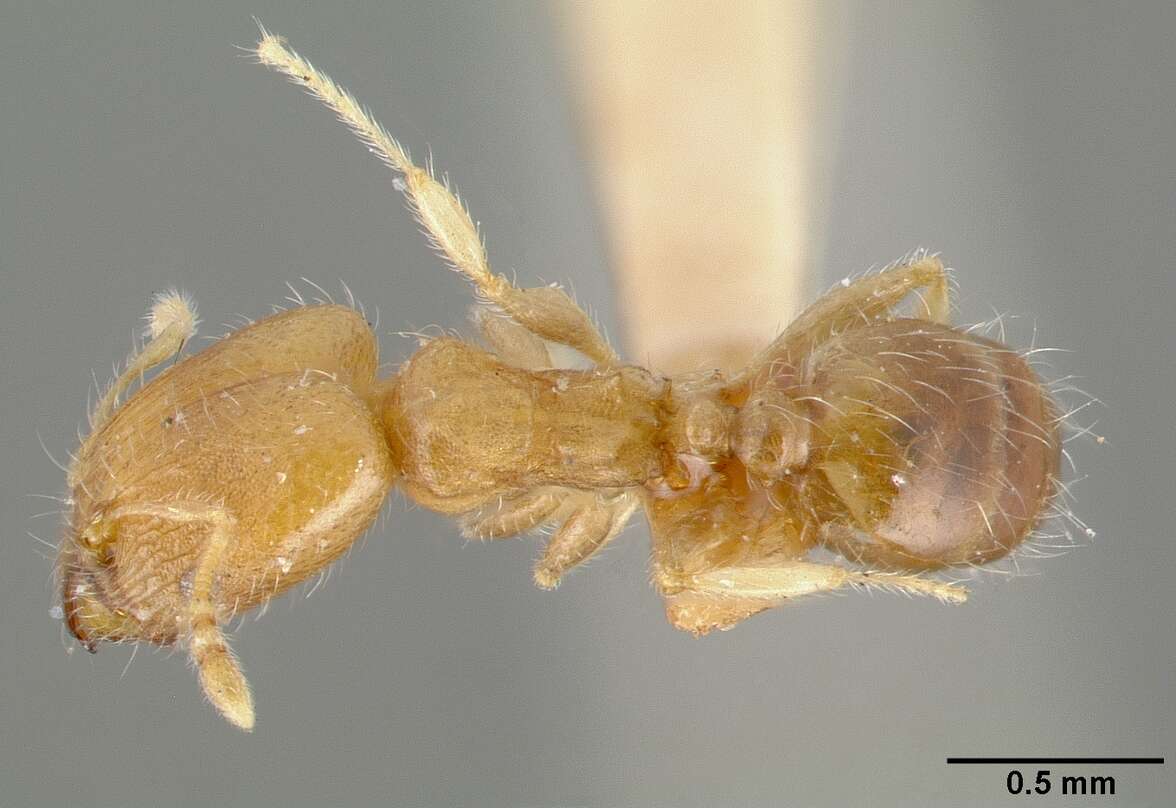 Image of Pheidole bilimeki Mayr 1870