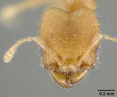 Image of Pheidole bilimeki Mayr 1870