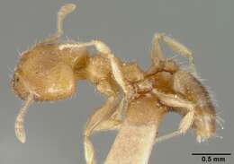 Image of Pheidole bilimeki Mayr 1870