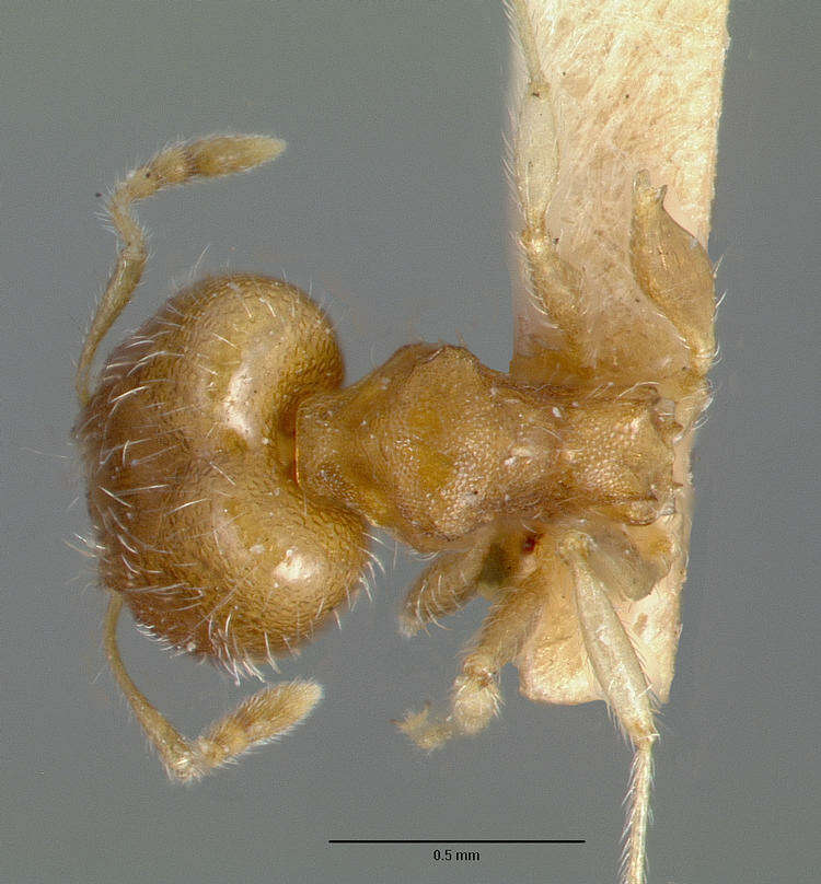 Image of Pheidole bilimeki Mayr 1870