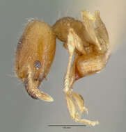 Image of Pheidole bilimeki Mayr 1870