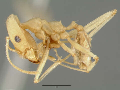 Pheidole vistana Forel 1914的圖片