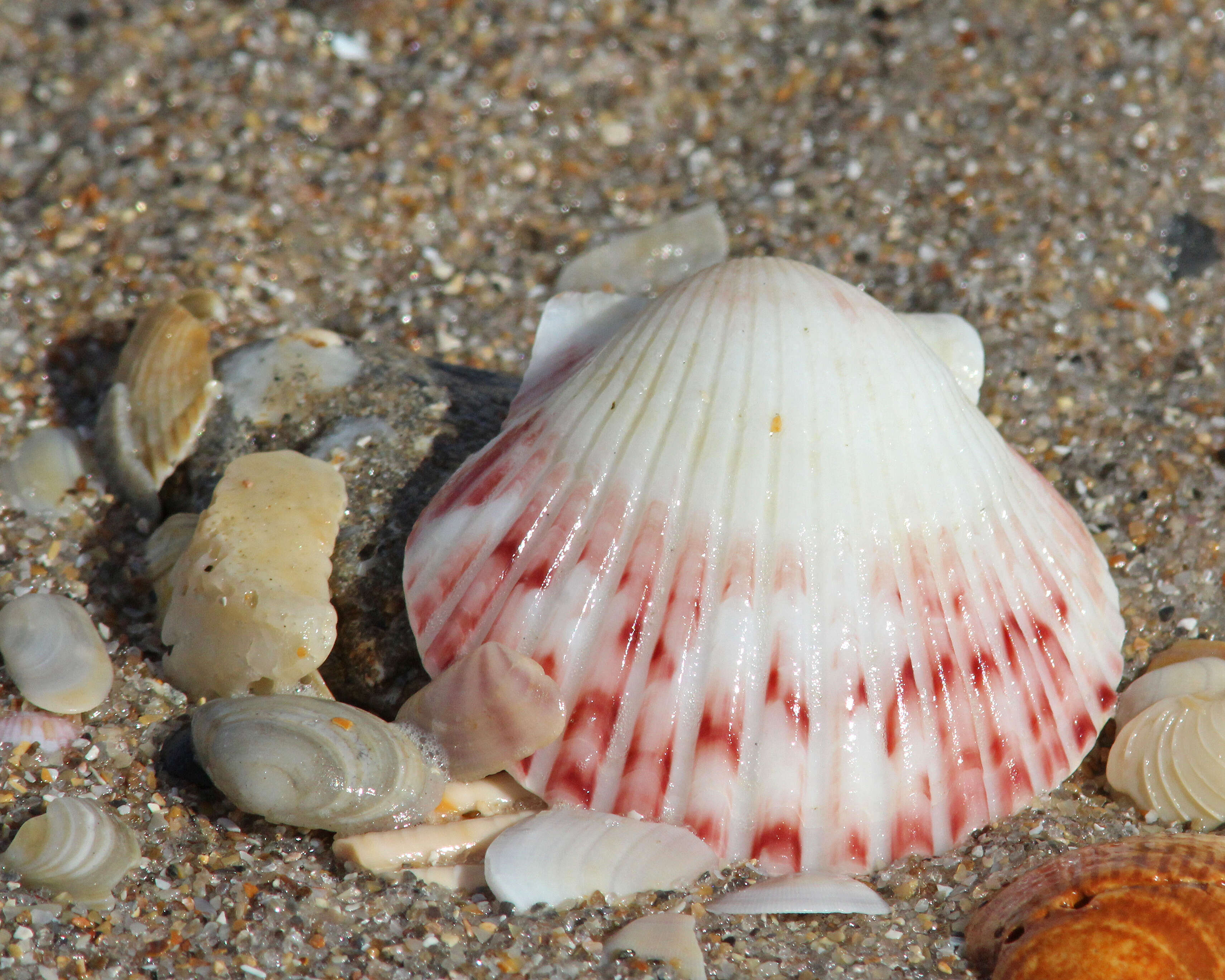 Imagem de Argopecten gibbus (Linnaeus 1758)