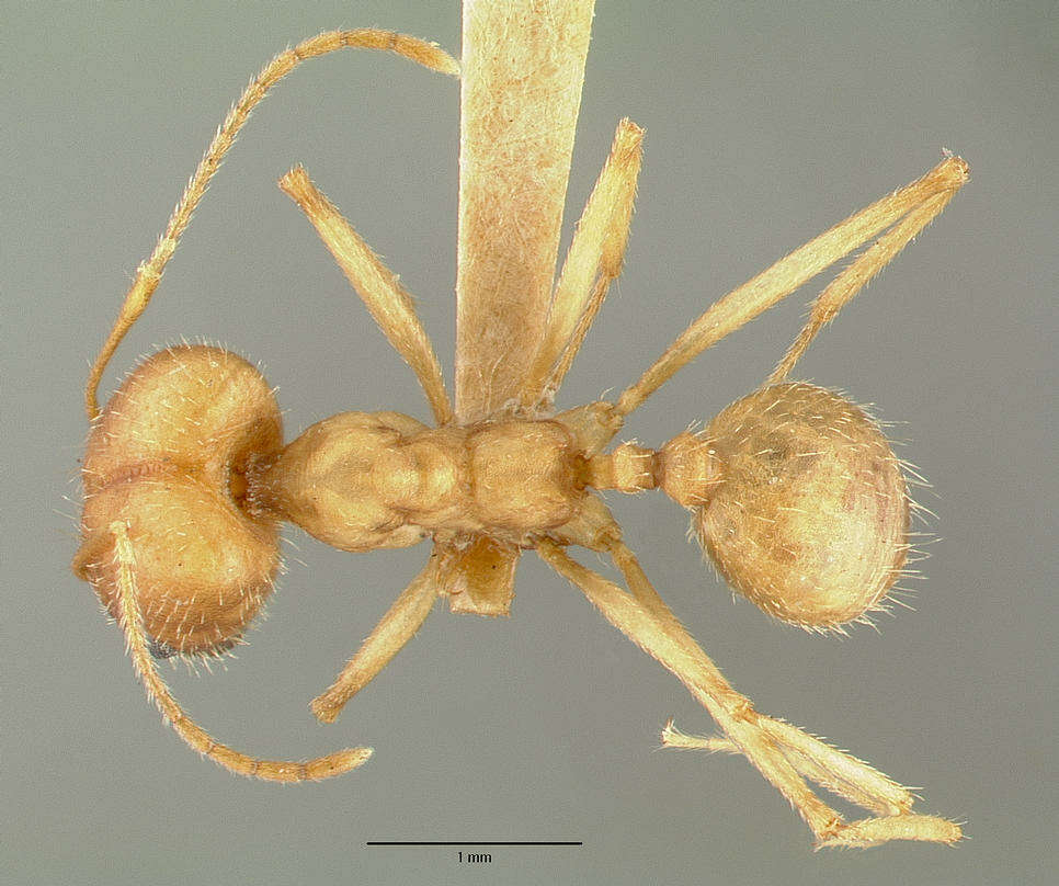 Image of Pheidole granulata Pergande 1896