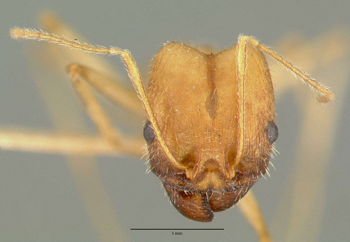 Image of Pheidole granulata Pergande 1896
