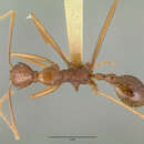 Image of Aphaenogaster mexicana (Pergande 1896)