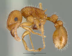 Image of Tetramorium spinosum (Pergande 1896)