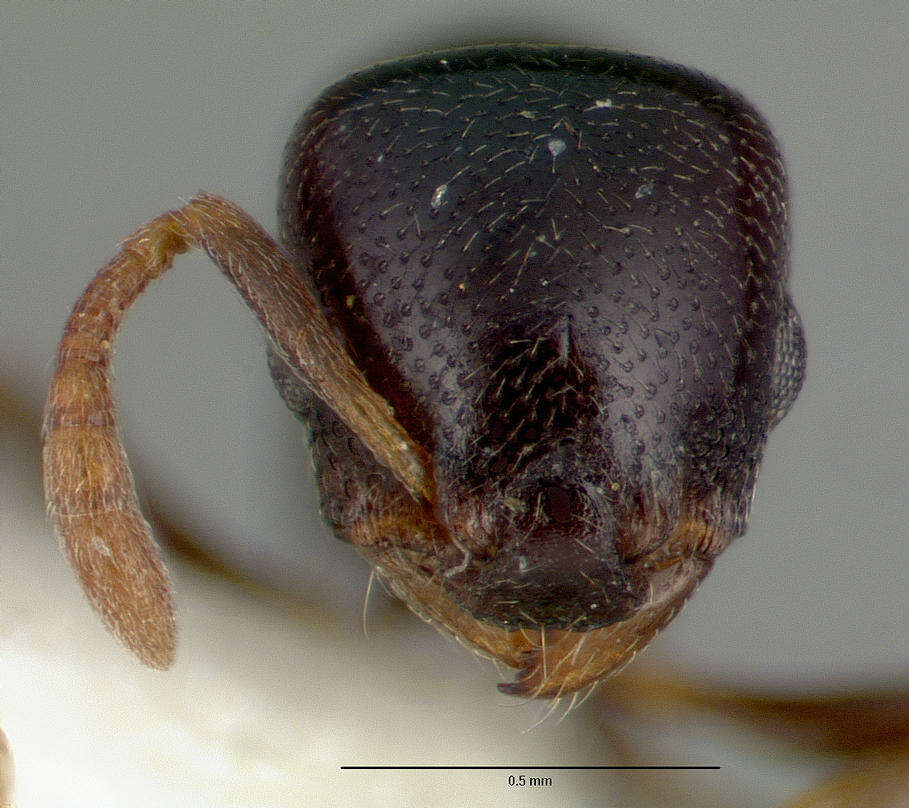 Image of Stereomyrmex dispar