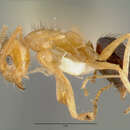 Image of Paraparatrechina dichroa