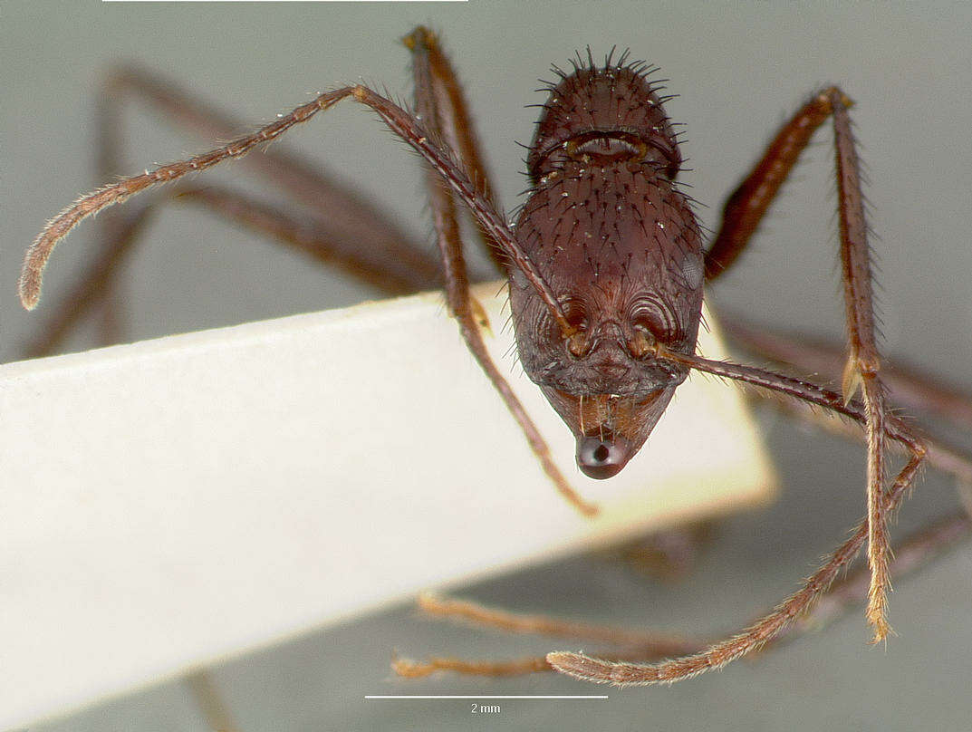 Image of Aphaenogaster lustrans Smith 1961
