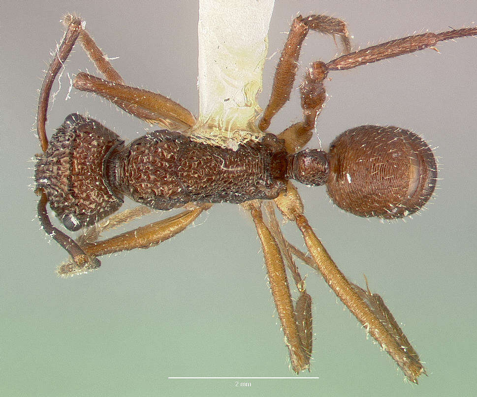 Image of Rhytidoponera celtinodis Wilson 1958