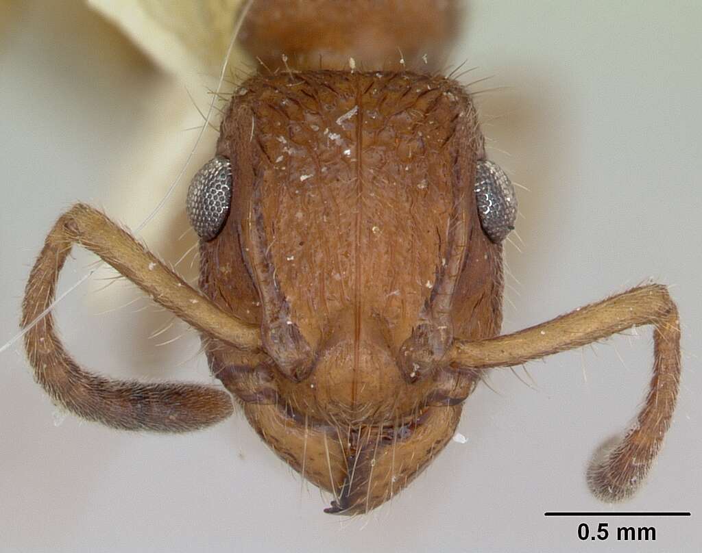 Image of Acanthoponera