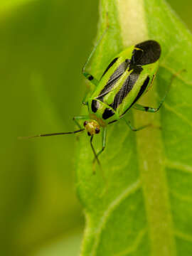 Image of Poecilocapsus