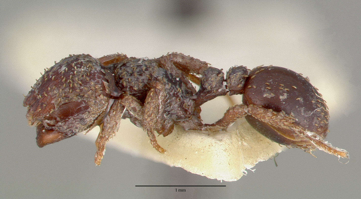 Image of Calyptomyrmex beccarii Emery 1887