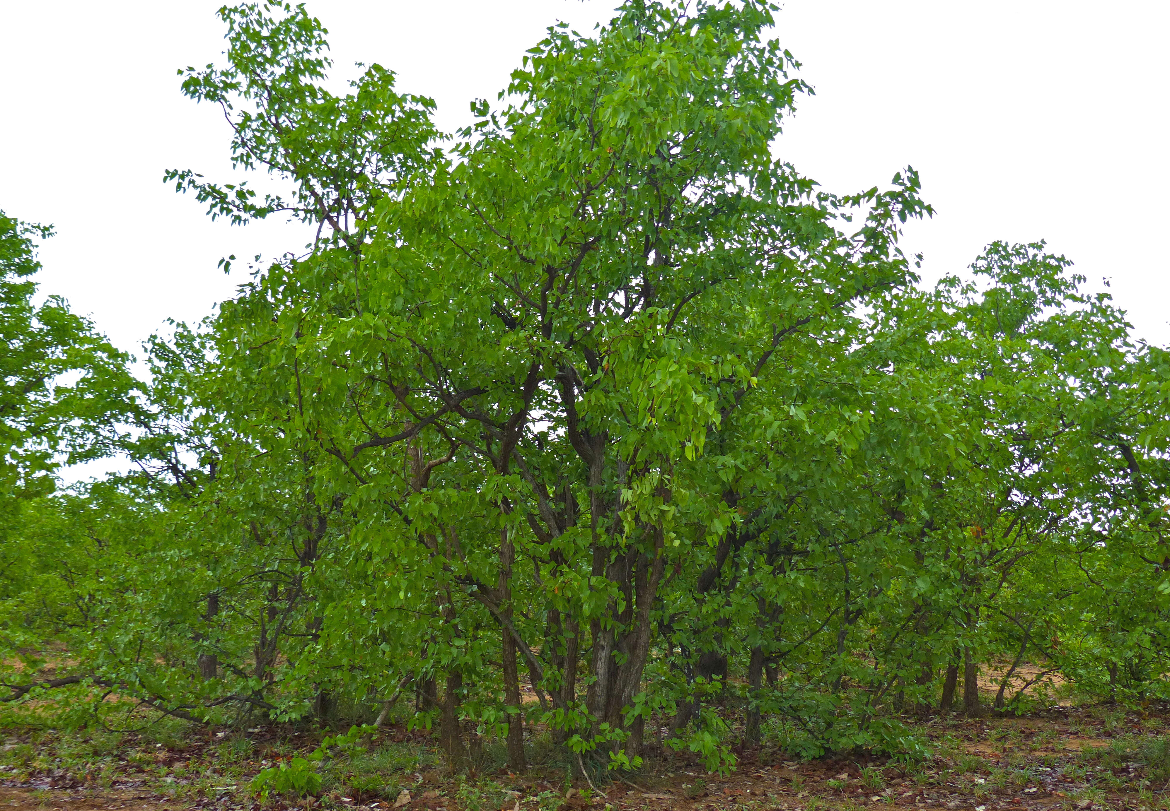 Image of Colophospermum