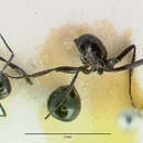 صورة Polyrhachis dentata Donisthorpe 1947