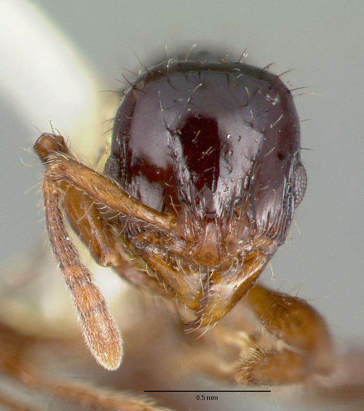 Image of Lordomyrma furcifera Emery 1897