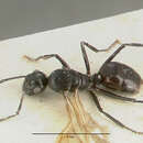 Image of Polyrhachis rossi Donisthorpe 1948