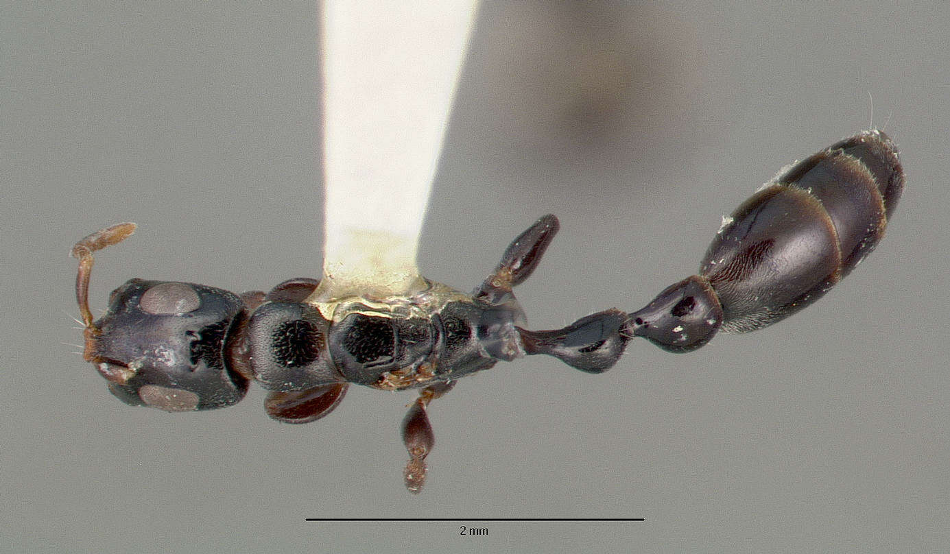 Tetraponera resmi