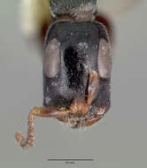 Tetraponera resmi