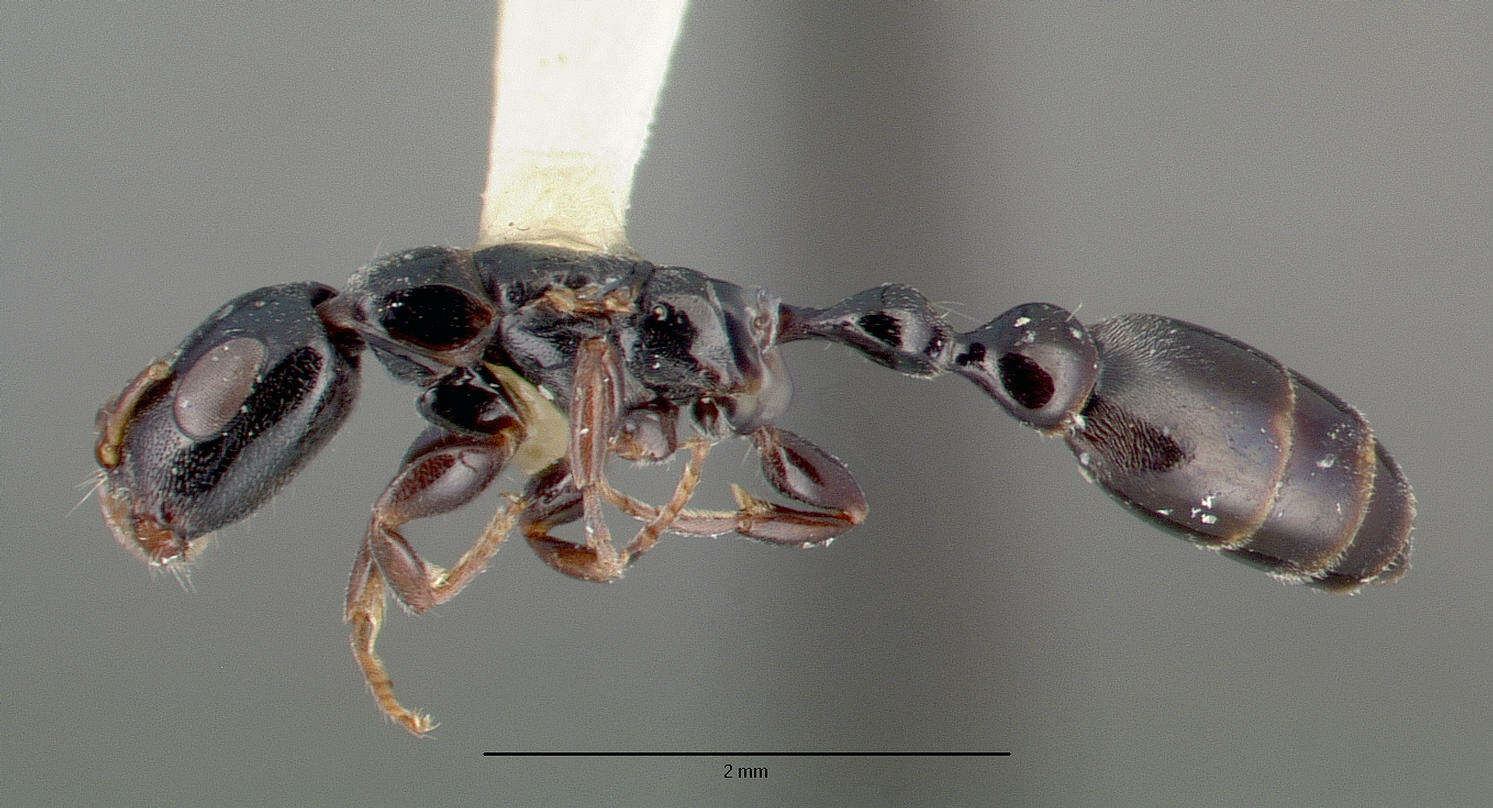 Tetraponera resmi