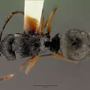 Image of Polyrhachis pallipes Donisthorpe 1948