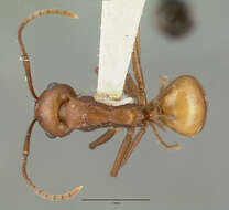 Image de Polyrhachis abnormis Donisthorpe 1948