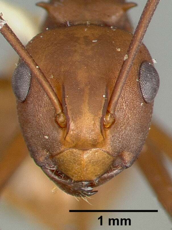 Image de Polyrhachis abnormis Donisthorpe 1948