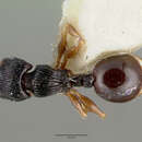 Myrmecina curtisi Donisthorpe 1949的图像