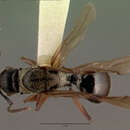 Image of Polyrhachis clarkei Donisthorpe 1949