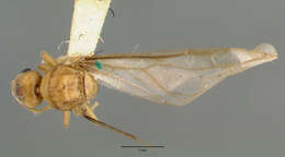Image of Pseudolasius pallidus Donisthorpe 1949