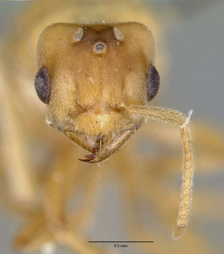 Image of Pseudolasius pallidus Donisthorpe 1949