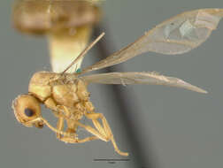 Image of Pseudolasius pallidus Donisthorpe 1949