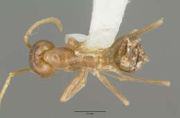 Image of <i>Iridomyrmex pallidus</i>