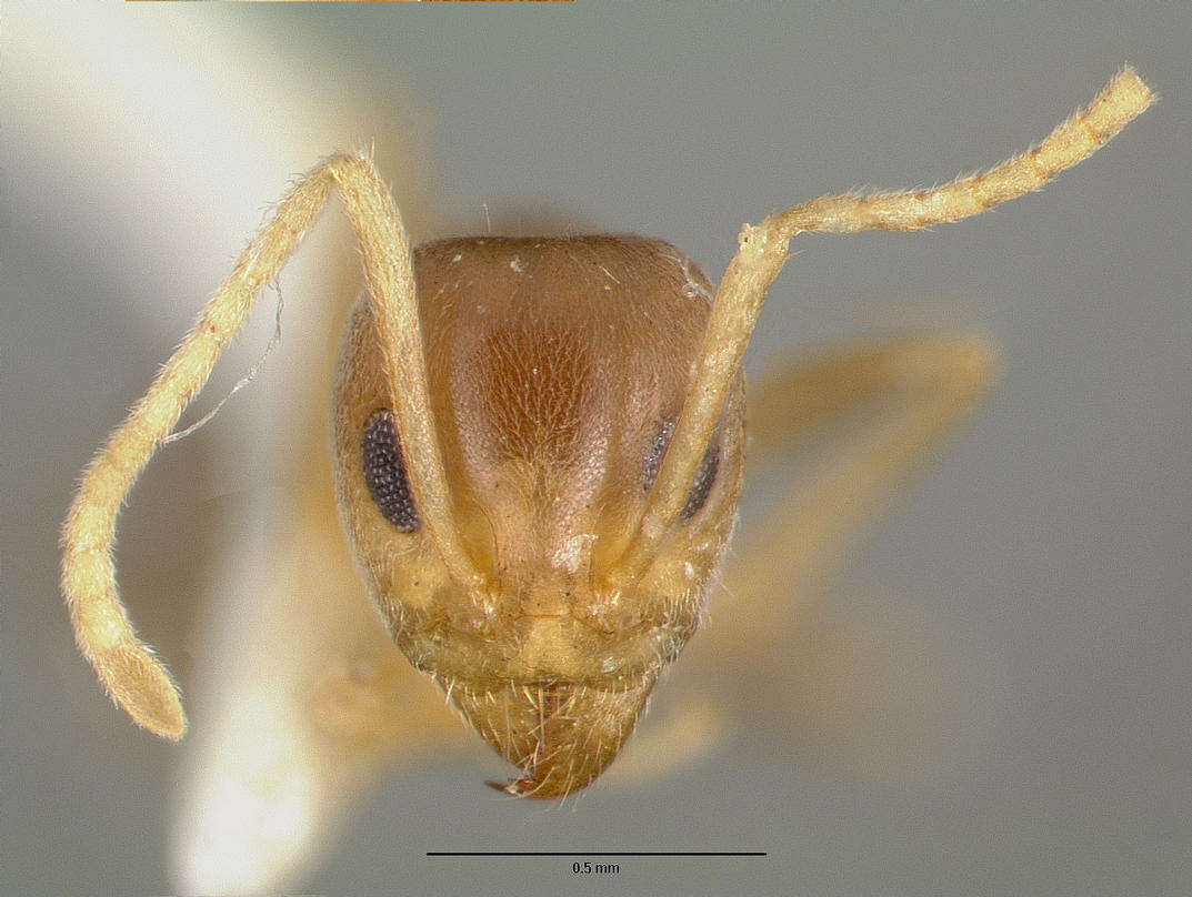 Image of <i>Iridomyrmex pallidus</i>