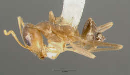 Image of <i>Iridomyrmex pallidus</i>