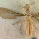 Image of Pseudolasius sexdentatus Donisthorpe 1949