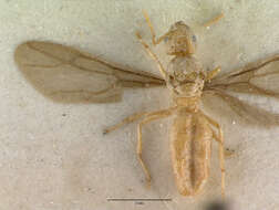 Image of Pseudolasius sexdentatus Donisthorpe 1949