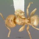 Image of Pseudolasius caecus Donisthorpe 1949