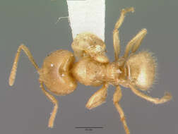 Image of Pseudolasius caecus Donisthorpe 1949